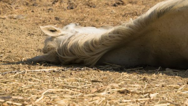  horse