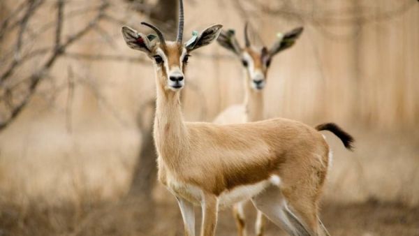 السعودية توضح عقوبة من يقتل الكائنات الفطرية الحيوانية أو يؤذيها