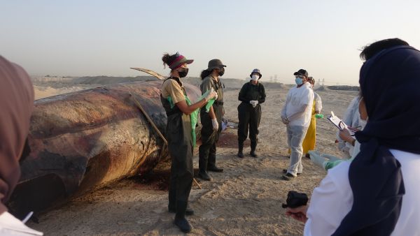طوله أكثر من ١٢ متراً وعثرت عليه موانئ دبي العالمية ميتاً في مياه دبي هيئة البيئة والمحميات الطبيعية تشارك في تشريح حوت برايدي بالتعاون مع جامعة زايد