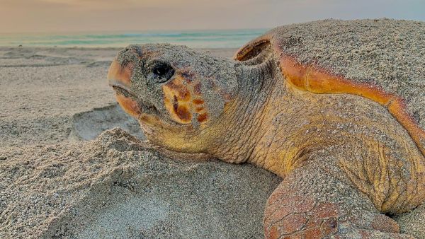 World Sea Turtle Day, A Timely Reminder That Oman’s Sea Turtles Need Saving