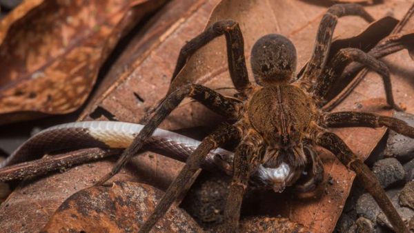 some spiders can kill snakes