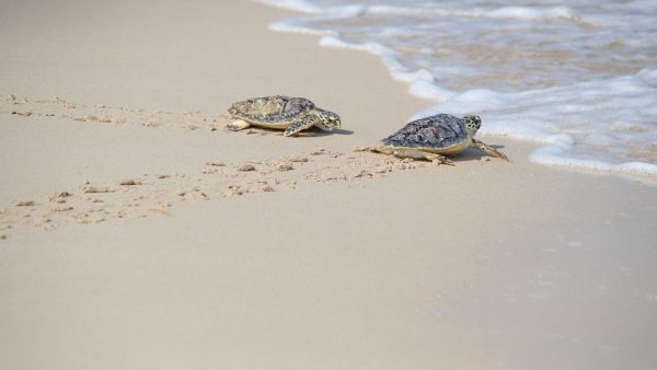 Jumeirah Group Celebrates Conservation Efforts, Releasing 30 Rehabilitated Sea Turtles Into The Arabian Gulf On World Sea Turtle Day