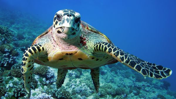 Sea turtle