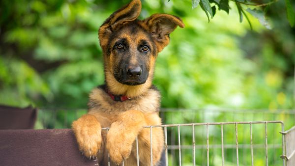 German Shepard saves church on fire