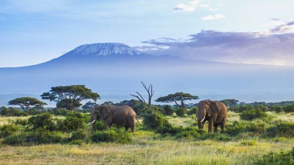 Elephants and Kilimanjaro