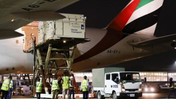 How Many Flights Does It Take to Transport 247 Horses from Liege to Tokyo? How Many Flights Does It Take to Transport 247 Horses from Liege to Tokyo?