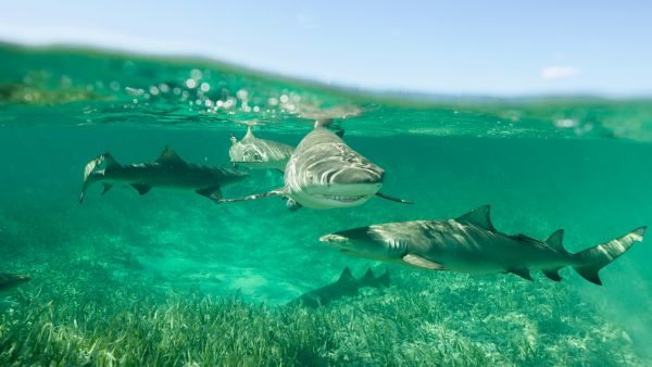 National Geographic’s jaw-dropping originals take viewers up close and personal with one of nature’s most feared and often misunderstood creatures National Geographic Announces Largest Shark! Event Yet Kicking off Monday July 19th on National Geographic Wild