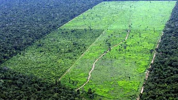 International Funding Largely Depends on Reducing Deforestation, Protecting Rights