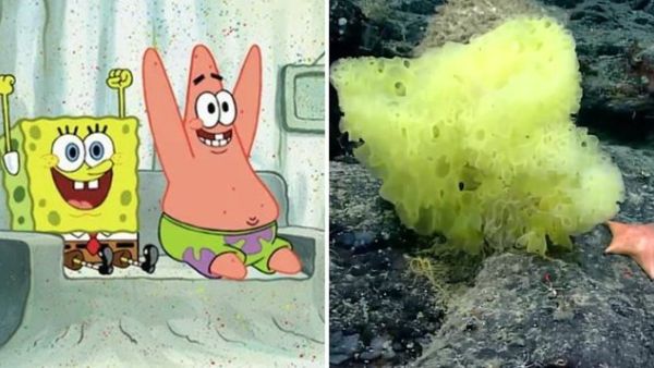 SpongeBob SquarePants and Patrick Star