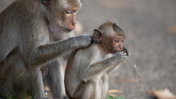 first death from a Monkey B related cases reported in China.
