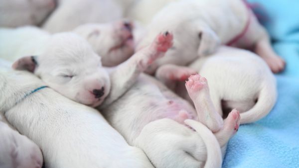 Cute Dalmatian puppies