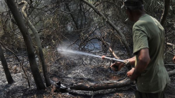 Fires destroyed 450 hectares of Tunisia