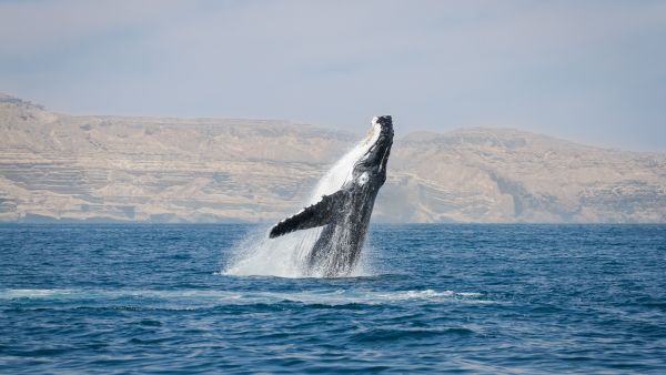 Whale and Dolphin Atlas Launch Of Unique Atlas On The Sultanate’s Whales And Dolphins