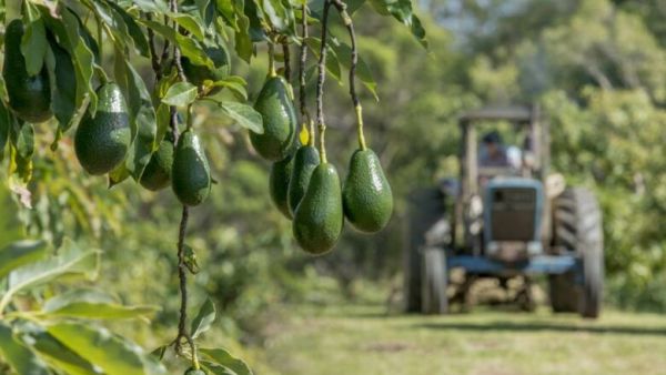 انطلاق مشروع لإنتاج الافوكادو بالمغرب