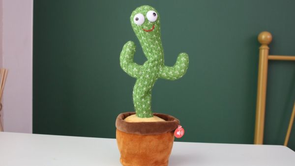 الصبارة الراقصة