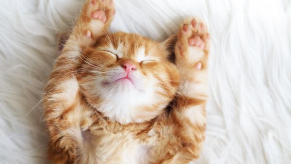 Cute little red kitten sleeps on fur white blanket