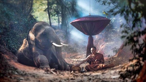 The old monk with a young elephant in the forest.