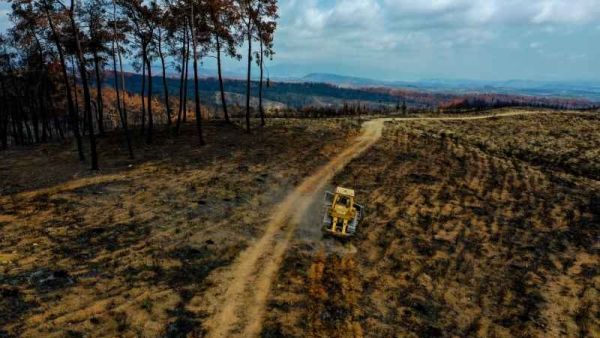 زراعة 100 مليون شتلة لتعويض حرائق غابات تركيا