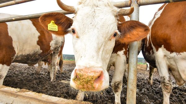 Dairy Farm. Nestlé Unveils Plans to Support the Transition to a Regenerative Food System