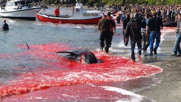 Whale hunting: A blood sport 