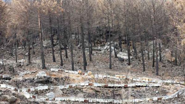 تراجع إنتاج العسل بتركيا بسبب حرائق الغابات