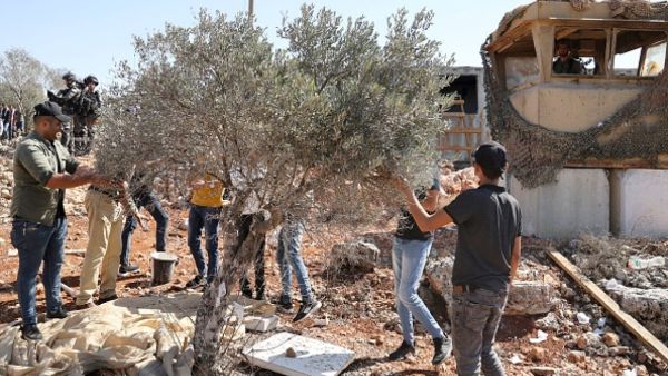 Olive harvesting in Palestine 