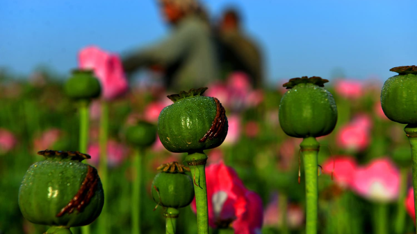 Poppy fields 