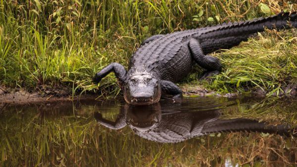 Tourist records shark biting alligator on foot in South Carolina