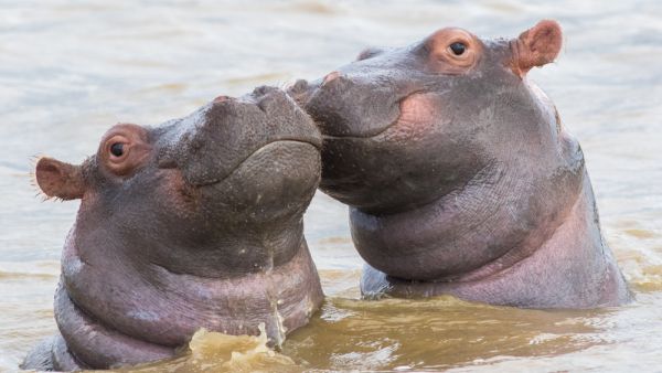 Pablo Escobar's hippos recognized as legal people