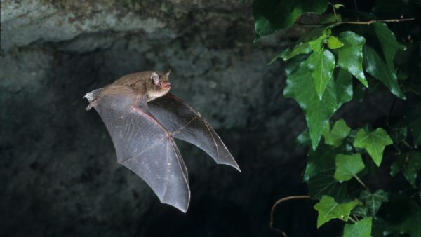bat cave