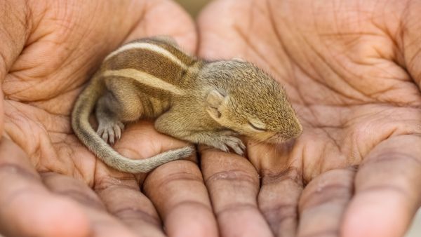 Turkish Man Takes Care of Orphaned Squirrel Kits