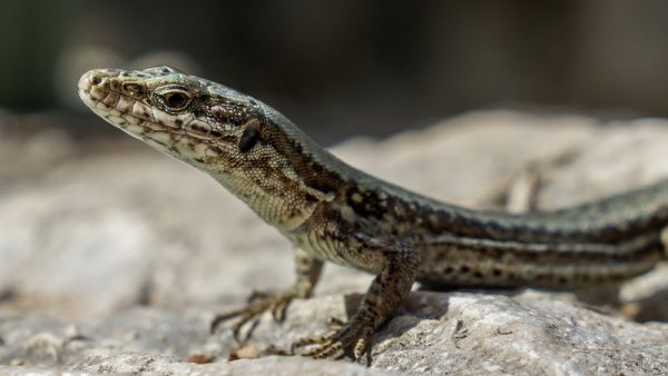 Rare steppe-runner lizard fighting to live i Turkey