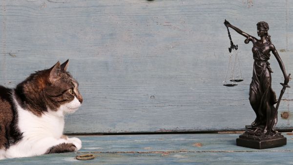 Turkish court awards woman with custody of two cats