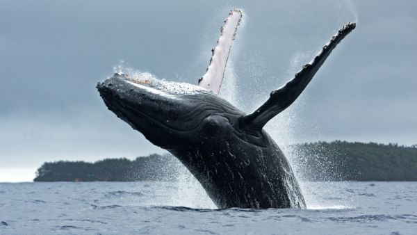 Rare whale spotted in UAE waters