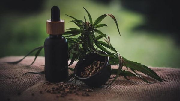 زيت القنب..5 فوائد صحية مذهلة للجسم