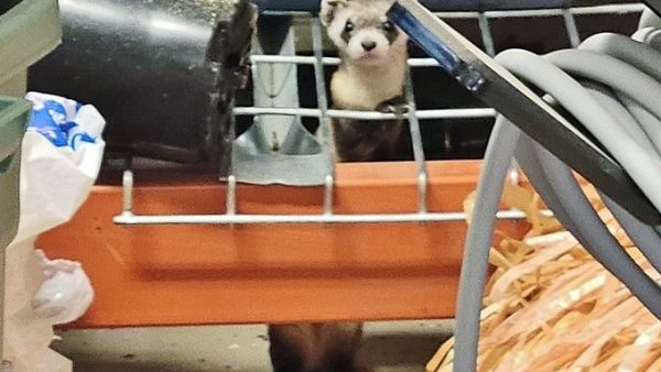 The rarest mammal in North America
