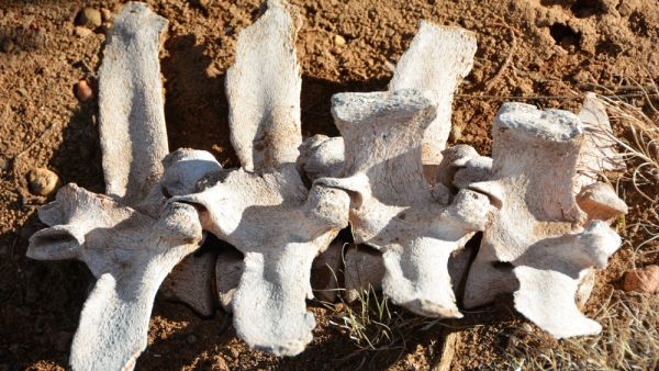 The intact skeleton of an unidentified animal species about 1-meter tall with predatory teeth was discovered in the yard of an old factory in Turkey’s eastern Igdir province.