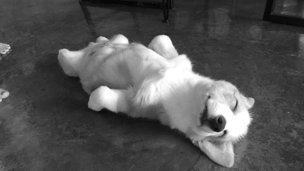 Chinese officials in Hazmat suits break into a woman's home and beat her corgi to death