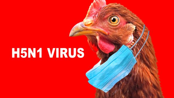 Bird flu