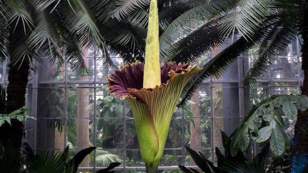 Rare (and smelly) corpse flower blooms in San Diego for 1st time in years