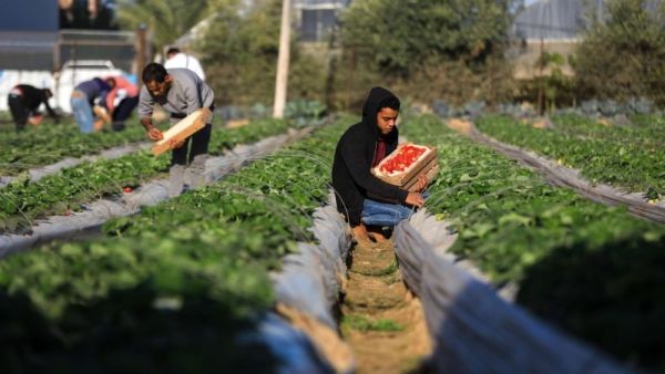 مزارعو غزة خلال جني الفراولة 