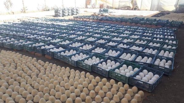 ضبط 37 طنا من الجبنة الغير صالحة في مصنع