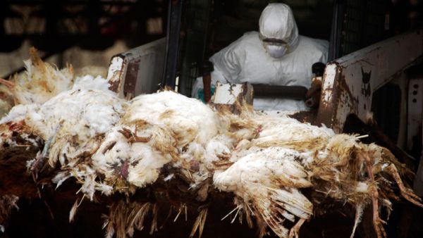 Bird flu