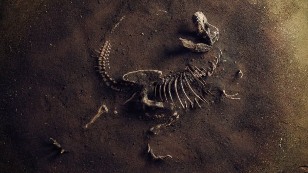 A baby dinosaur fossil unearthed in China