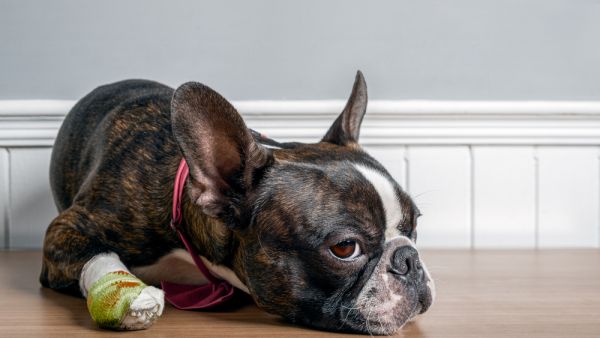 Boston terrier was attacked by an officer
