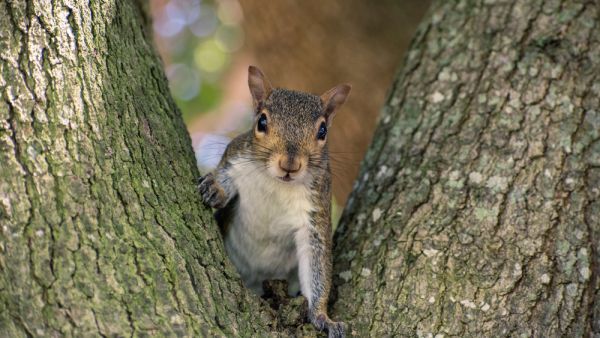 grey squirrel
