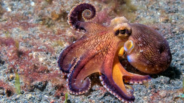 The world's first octopus farm is set to open in Spain next year