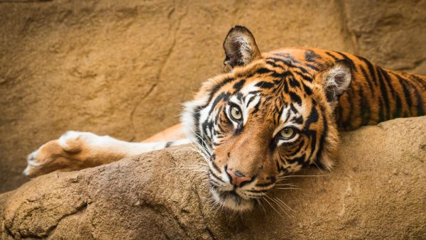 Sheriff's deputies shot and killed the eight-year-old tiger at Naples Zoo, Florida 