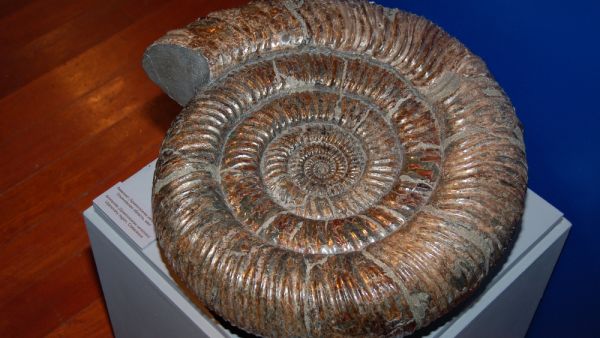 giant millipede