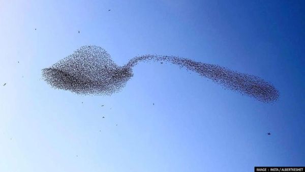 سرب من الطيور على شكل ملعقة في سماء الأردن